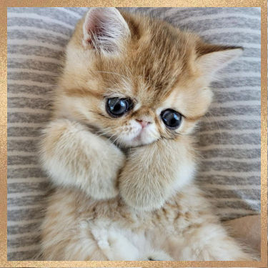 A small kitten with big round eyes and fluffy fur is lying on a striped fabric surface. Both of its paws are brought up close to its face.