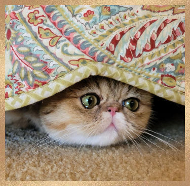 A cat with wide eyes peeks out from underneath a colorful patterned blanket, laying on a carpeted floor.