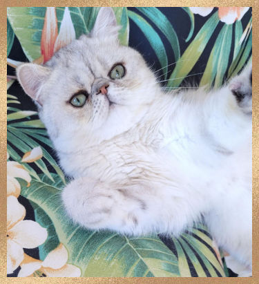 A white and gray cat lies on its back on a tropical-patterned cushion with green leaves and white flowers.