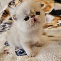 exotic silver Persian kitten